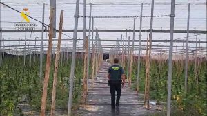 Guardia Civil desmantela un cultivo de 5.600 plantas de cannabis en Balanegra 2