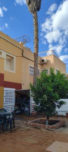 Palmera en Plaza Colon de Almeria