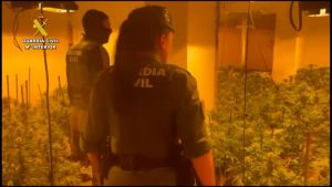 Guardia Civil desmantela en Roquetas de Mar ocho cultivos de marihuana2