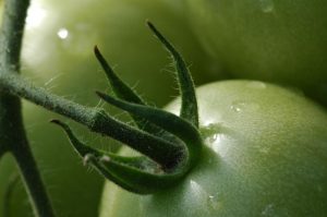 Tomate