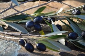 aceituna negra