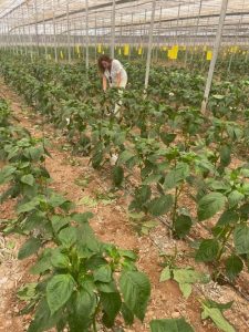 Agricultura Enraizamiento