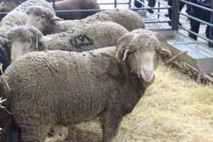 Ganaderia de ovejas en corral