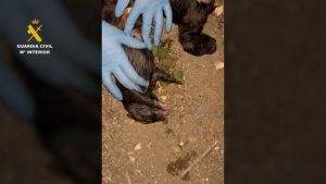 La Guardia Civil localiza 9 cachorros de Can en Pechina 3
