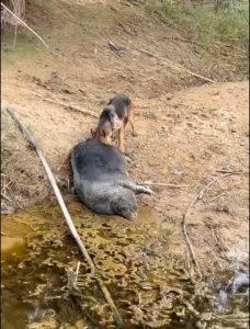 cerdo vietnamita muerto desde hace más de diez días en un arroyo de Huelva 1 perro comiendose al cerdo