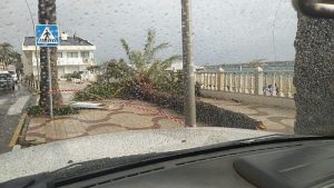 Garrucha 6 palmeras cidas por el viento en el paseo maritimo