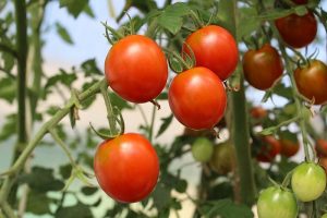 UAL DIPLOMA ASESORÍA JURÍDICA COOPERATIVAS AGROALIMENTARIAS