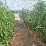 Los agricultores y ganaderos españoles han percibido ya más del 70 % del anticipo de la PAC
