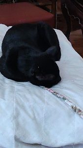 Gato en casa