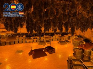 Policia Nacional en Calle Granada punto de venta de sustancias estupefacientes y una plantación indoor de marihuanaa