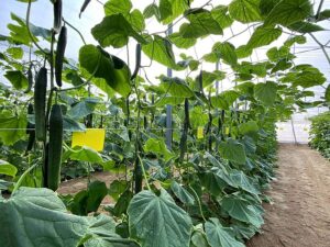 Cultivo o plantas de pepino en un invernadero de Almería, bajo