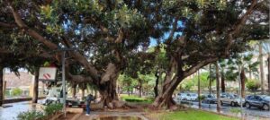 ficus en el parque de Almeria 1