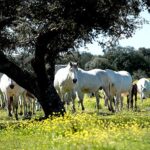 La Junta convoca ayudas por 5M€ para la conservación de recursos genéticos en la ganadería