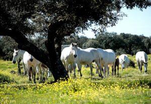 CABALLOS PURA RAZA