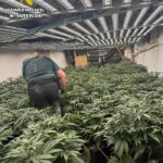 La Guardia Civil ejecuta un plan de intensificación de lucha contra el cultivo indoor de cannabis en Almería, neutralizando un centenar de enganches ilegales, 30 detenidos y la incautación de 9000 plantas de marihuana