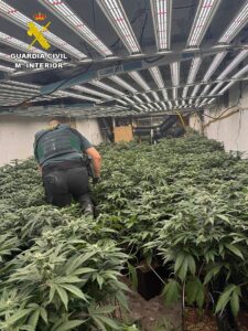 La Guardia Civil ejecuta un plan de intensificación de lucha contra el cultivo indoor de cannabis en Almería