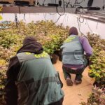 La Guardia Civil detiene a 26 personas por delitos de cultivo y elaboración de drogas y de defraudación de fluido eléctrico en Matagorda