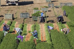 Trabajo en el campo agricultura