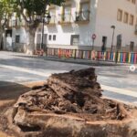 Esta mañana han talado uno de los árboles centenarios del Paseo Cervantes en Berja