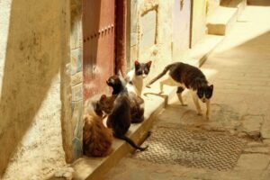 Gatos abandonados_baja