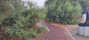 Ramas en el carril bici Almeria UAL 2