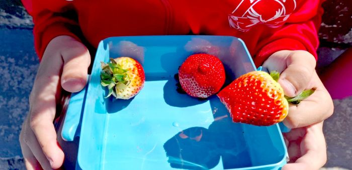FRUTA COLEGIO