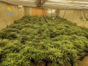 Guardia Civil detiene en Escullar a una persona por delitos de cultivo de marihuana 3