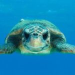 Andalucía suelta en el mar 35 tortugas bobas tras su cuidado y recuperación durante 2026