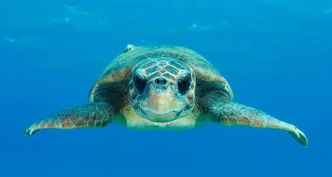 Tortuga boba