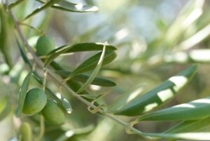 baja el precio de la aceituna de mesa