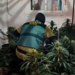La Guardia Civil detiene a dos personas y localiza cerca de 120 plantas de cannabis en el interior de una vivienda