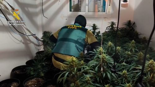 Guardia Civil intervinieron cerca de 120 plantas de cannabis 1