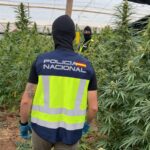 La Policía Nacional desmantela en El Ejido una plantación con 3.300 plantas de marihuana de dos metros de altura y detiene a tres personas relacionadas con su producción