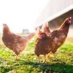 Andalucía registra un consumo de 129 unidades de huevos por persona en 2025