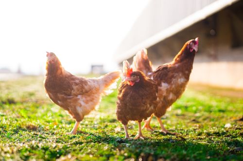 Ponedoras de huevos Gallinas en granja