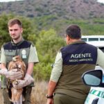Liberados dos ejemplares de águila imperial ibérica en Almería